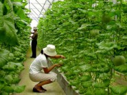 石家莊打造國家現代農業示范區