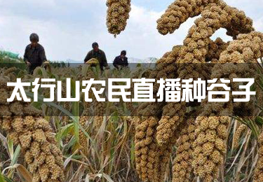 太行山農(nóng)民直播種谷子 一手拿鋤頭一手敲鍵盤(pán)