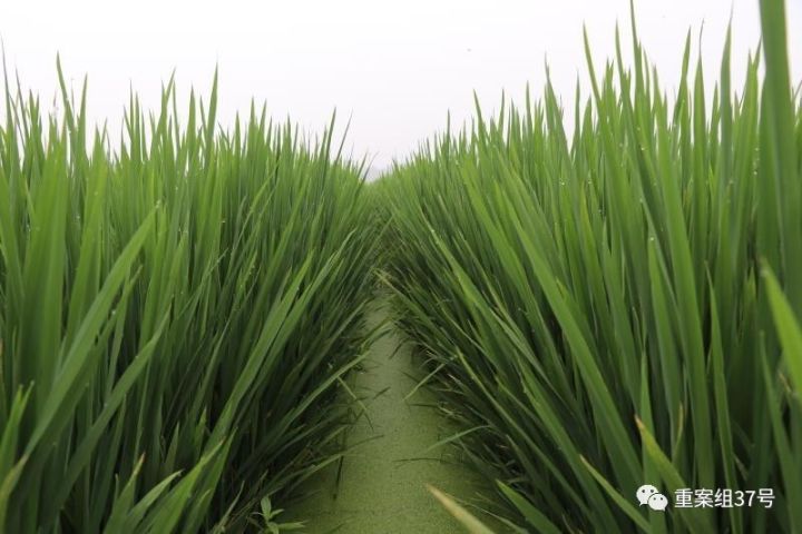  ▲河北硅谷農科院種植水稻的”旱栽苗“。&nbsp;河北硅谷農科院供圖