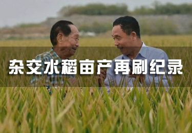 雜交水稻畝產(chǎn)再刷紀(jì)錄 袁隆平團(tuán)隊(duì)怎么做到的？
