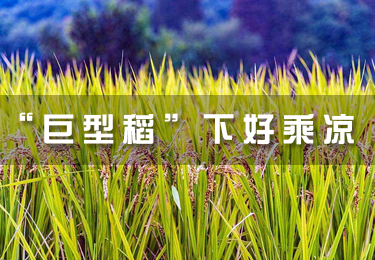 “巨型稻”下好乘涼