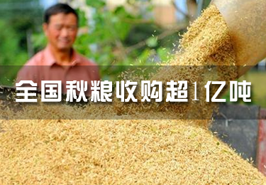 全國(guó)秋糧收購超1億噸，超過預(yù)計(jì)收購量的一半