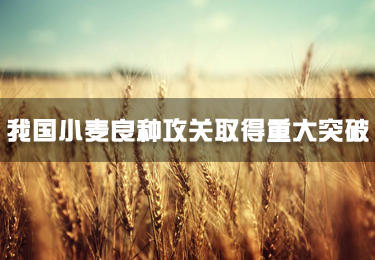 我國小麥良種攻關取得重大突破