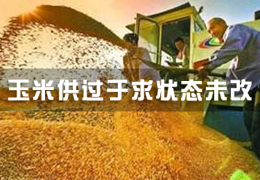 玉米供過于求狀態未改 擴種需謹慎