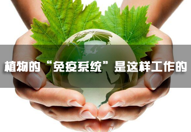 原來，植物的“免疫系統(tǒng)”是這樣工作的