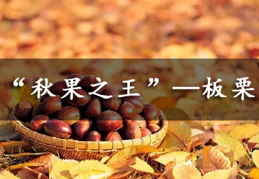 【養生】“秋果之王”—板栗