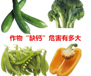 作物“缺鈣”危害有多大？趕緊看吧！