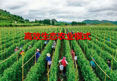 做農(nóng)業(yè)，這幾種高效生態(tài)農(nóng)業(yè)模式你必須知道