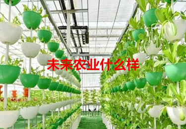 未來農(nóng)業(yè)什么樣？智能“蔬菜工廠”來了